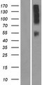 OR9Q2 Protein - Western validation with an anti-DDK antibody * L: Control HEK293 lysate R: Over-expression lysate