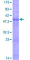 OR9Q2 Protein - 12.5% SDS-PAGE of human OR9Q2 stained with Coomassie Blue