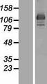 OSBP2 Protein - Western validation with an anti-DDK antibody * L: Control HEK293 lysate R: Over-expression lysate