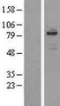 OSBPL11 Protein - Western validation with an anti-DDK antibody * L: Control HEK293 lysate R: Over-expression lysate