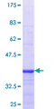 OSBPL11 Protein - 12.5% SDS-PAGE Stained with Coomassie Blue.