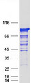 OSBPL11 Protein - Purified recombinant protein OSBPL11 was analyzed by SDS-PAGE gel and Coomassie Blue Staining