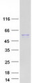 OSBPL2 Protein - Purified recombinant protein OSBPL2 was analyzed by SDS-PAGE gel and Coomassie Blue Staining