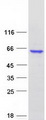 OSGIN1 Protein - Purified recombinant protein OSGIN1 was analyzed by SDS-PAGE gel and Coomassie Blue Staining