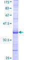 OSGIN2 Protein - 12.5% SDS-PAGE Stained with Coomassie Blue.