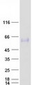 OSTM1 Protein - Purified recombinant protein OSTM1 was analyzed by SDS-PAGE gel and Coomassie Blue Staining