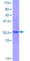 OTOS Protein - 12.5% SDS-PAGE Stained with Coomassie Blue.