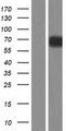 OTUD5 Protein - Western validation with an anti-DDK antibody * L: Control HEK293 lysate R: Over-expression lysate