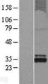 OXNAD1 Protein - Western validation with an anti-DDK antibody * L: Control HEK293 lysate R: Over-expression lysate