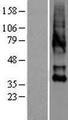 OXTR / Oxytocin Receptor Protein - Western validation with an anti-DDK antibody * L: Control HEK293 lysate R: Over-expression lysate