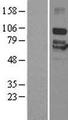 P2RX7 / P2X7 Protein - Western validation with an anti-DDK antibody * L: Control HEK293 lysate R: Over-expression lysate