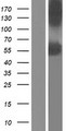 P3H4 / LEPREL4 Protein - Western validation with an anti-DDK antibody * L: Control HEK293 lysate R: Over-expression lysate