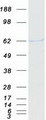 p58 / PSMD3 Protein - Purified recombinant protein PSMD3 was analyzed by SDS-PAGE gel and Coomassie Blue Staining