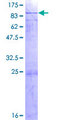 PABPC3 Protein - 12.5% SDS-PAGE of human PABPC3 stained with Coomassie Blue