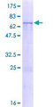 PABPC5 Protein - 12.5% SDS-PAGE of human PABPC5 stained with Coomassie Blue
