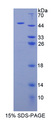 PACAP Protein - Recombinant  Adenylate Cyclase Activating Polypeptide 1, Pituitary By SDS-PAGE
