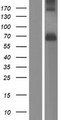 PACE4 / PCSK6 Protein - Western validation with an anti-DDK antibody * L: Control HEK293 lysate R: Over-expression lysate