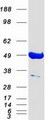 PACSIN3 Protein - Purified recombinant protein PACSIN3 was analyzed by SDS-PAGE gel and Coomassie Blue Staining