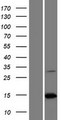 PAIP2B Protein - Western validation with an anti-DDK antibody * L: Control HEK293 lysate R: Over-expression lysate