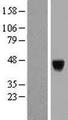 PAK1IP1 / HPIP1 Protein - Western validation with an anti-DDK antibody * L: Control HEK293 lysate R: Over-expression lysate