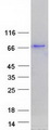 PALM2 Protein - Purified recombinant protein PALM2 was analyzed by SDS-PAGE gel and Coomassie Blue Staining