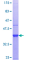 PANK4 Protein - 12.5% SDS-PAGE Stained with Coomassie Blue.