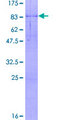 PAPD7 / TRF4-1 Protein - 12.5% SDS-PAGE of human POLS stained with Coomassie Blue