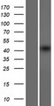 PAPL Protein - Western validation with an anti-DDK antibody * L: Control HEK293 lysate R: Over-expression lysate