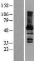 Paralemmin / PALM Protein - Western validation with an anti-DDK antibody * L: Control HEK293 lysate R: Over-expression lysate