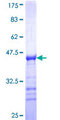 Paralemmin / PALM Protein - 12.5% SDS-PAGE Stained with Coomassie Blue.