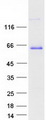 Paralemmin / PALM Protein - Purified recombinant protein PALM was analyzed by SDS-PAGE gel and Coomassie Blue Staining