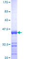 PARD3B Protein - 12.5% SDS-PAGE Stained with Coomassie Blue.