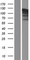 PARP1 Protein - Western validation with an anti-DDK antibody * L: Control HEK293 lysate R: Over-expression lysate
