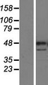 PARP15 Protein - Western validation with an anti-DDK antibody * L: Control HEK293 lysate R: Over-expression lysate