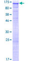 PASD1 Protein - 12.5% SDS-PAGE of human PASD1 stained with Coomassie Blue