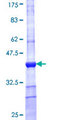 PAXIP1 / PTIP Protein - 12.5% SDS-PAGE Stained with Coomassie Blue