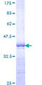 PBX1 Protein - 12.5% SDS-PAGE Stained with Coomassie Blue.