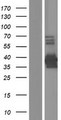 PCBP3 Protein - Western validation with an anti-DDK antibody * L: Control HEK293 lysate R: Over-expression lysate