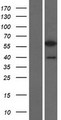 PCBP3 Protein - Western validation with an anti-DDK antibody * L: Control HEK293 lysate R: Over-expression lysate