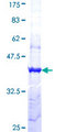 PCDH11Y / Protocadherin Y Protein - 12.5% SDS-PAGE Stained with Coomassie Blue.