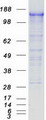PCDH7 Protein - Purified recombinant protein PCDH7 was analyzed by SDS-PAGE gel and Coomassie Blue Staining