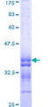 PCDHA11 Protein - 12.5% SDS-PAGE Stained with Coomassie Blue.
