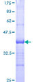 PCDHA12 Protein - 12.5% SDS-PAGE Stained with Coomassie Blue.