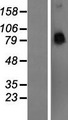 PCDHA4 Protein - Western validation with an anti-DDK antibody * L: Control HEK293 lysate R: Over-expression lysate
