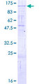PCDHA4 Protein - 12.5% SDS-PAGE of human PCDHA4 stained with Coomassie Blue