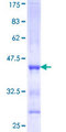 PCDHA4 Protein - 12.5% SDS-PAGE Stained with Coomassie Blue.