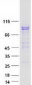PCDHA4 Protein - Purified recombinant protein PCDHA4 was analyzed by SDS-PAGE gel and Coomassie Blue Staining