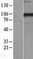 PCDHA6 Protein - Western validation with an anti-DDK antibody * L: Control HEK293 lysate R: Over-expression lysate