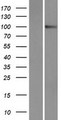 PCDHA9 Protein - Western validation with an anti-DDK antibody * L: Control HEK293 lysate R: Over-expression lysate