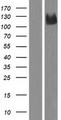 PCDHAC1 Protein - Western validation with an anti-DDK antibody * L: Control HEK293 lysate R: Over-expression lysate